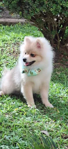 Maravilhoso menino de spitz alemão voltando da troca de pelo
