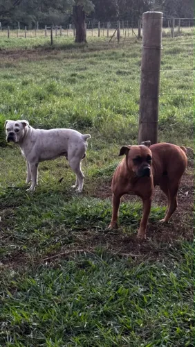 Doação filhote de boxer