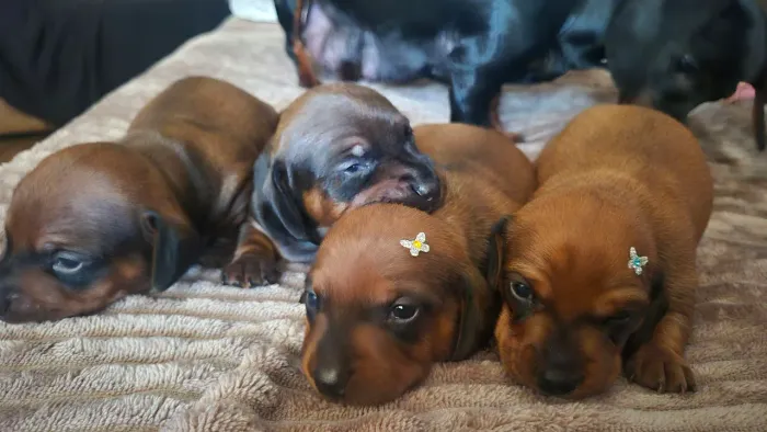 Filhotes de Salsichinha Dachshund