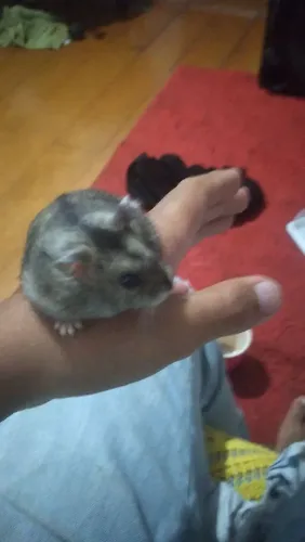 Hamster