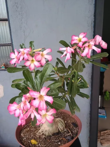 rosa do deserto 