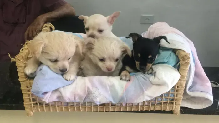 Chihuahua Pelo Longo com Procedência e Garantia