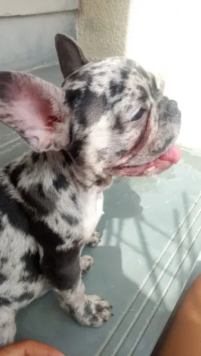Buldogue francês fêmea