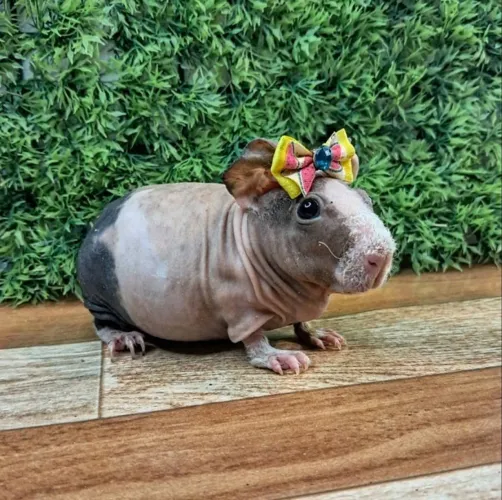Porquinho da india