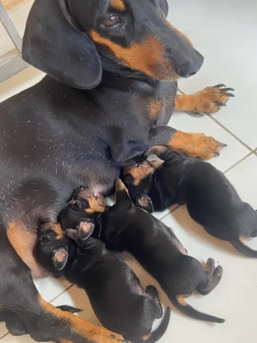     Filhotes de Dachshund (Salsicha) disponíveis!
