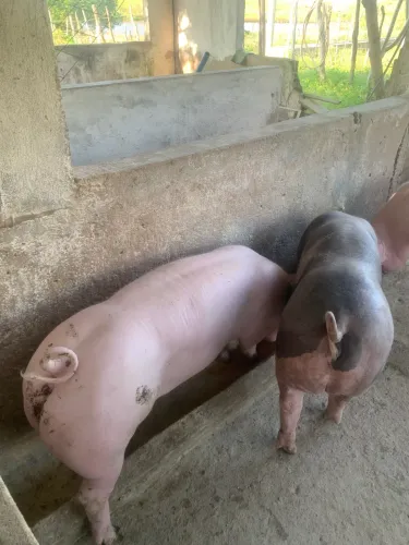 Matrizes Suínas, Landrace com Pietrain. Filhotas com uma média de 45kg.
