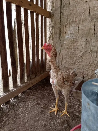 Galinha Índio Gigante.