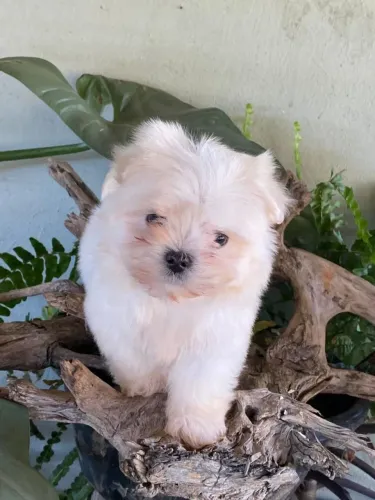 Maltês macho micro $1.100,00