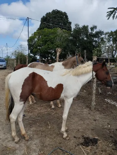 Égua Paint Horse
