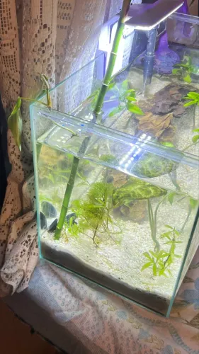 Aquário de 20l completo