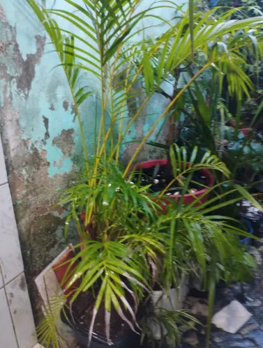Plantas e jardim