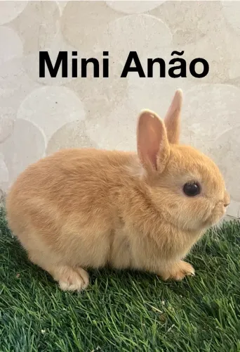 Mini coelhos