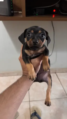 Pinscher macho