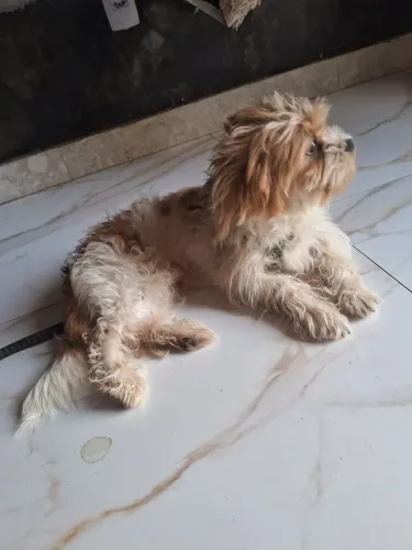 Cachorro para adoção