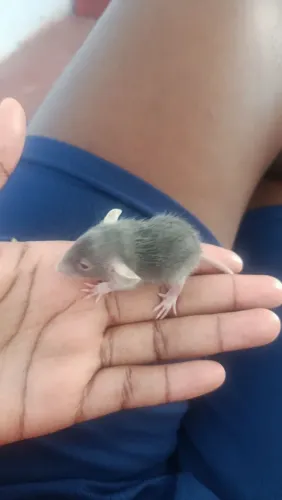 Ratos Twister