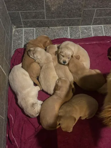 Filhotes de goldem retriever 