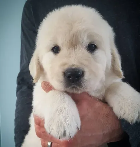 Golden retriever linda