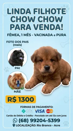 Filhote de Chow chow Fêmea
