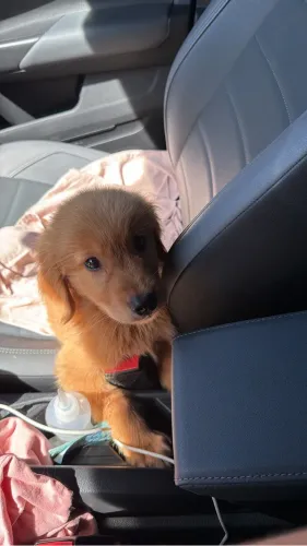 Golden retriever filhote
