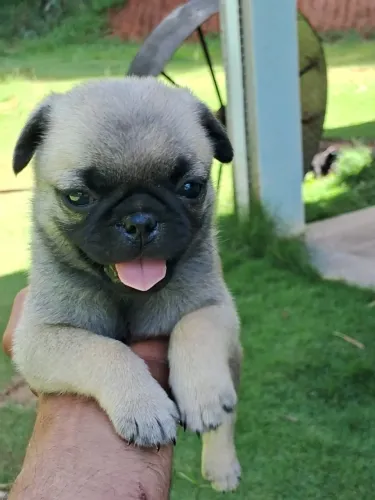 Como resistir a esse rostinho de Pug Até 12x sem juros