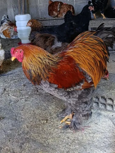Galos Variados 