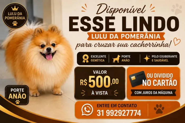 Cruza lulu da Pomerânia 