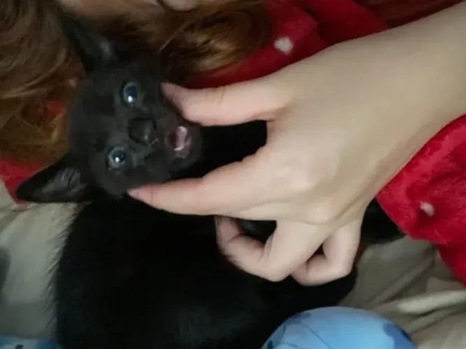 DOAÇÃO DE GATO 