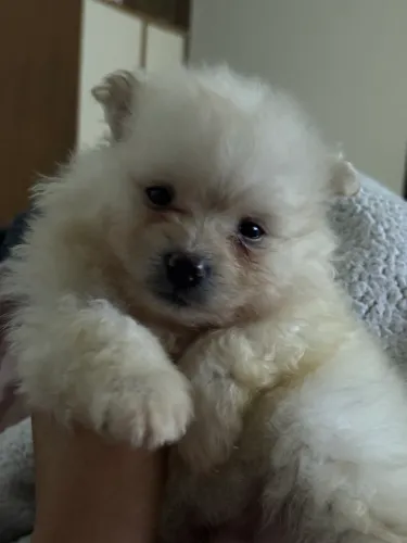 Lulu da Pomerania