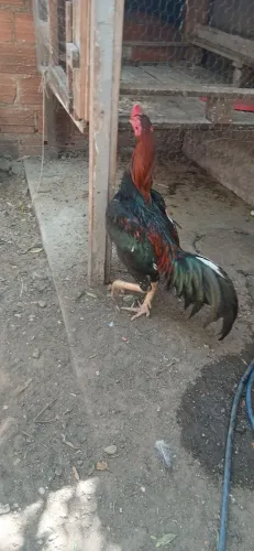 Vende-se um galo indiano