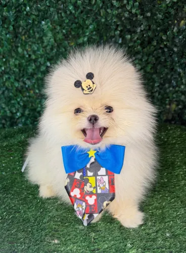 Lulu da pomerania 
