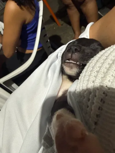 Filhote de cachorro para doação