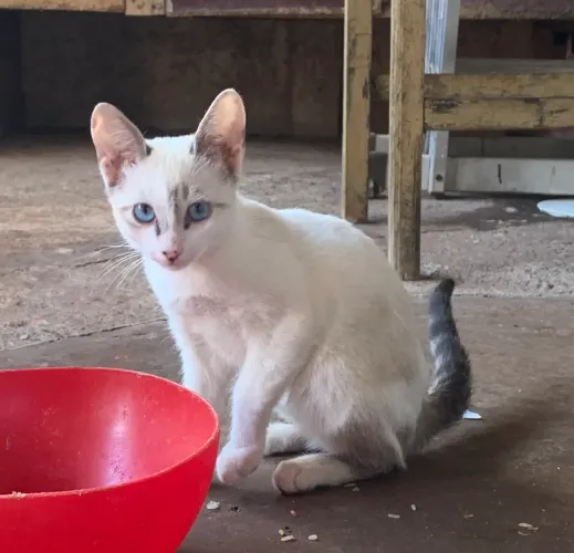 Doar gatinhos