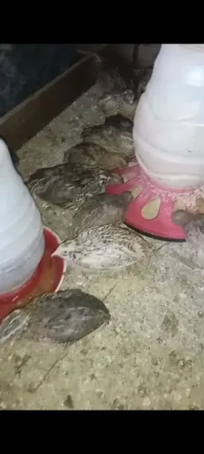 Codornas 