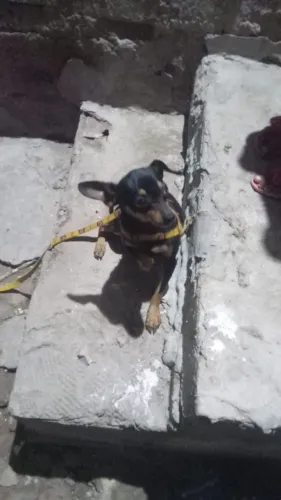 Pinscher mini macho - docil e porte pequeno