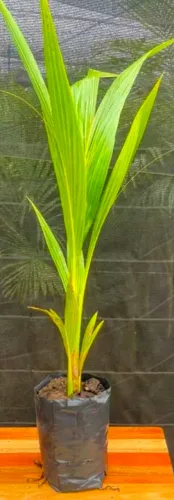 Muda frutífera apenas 37,00