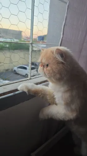 GATO PERSA PERDIDO