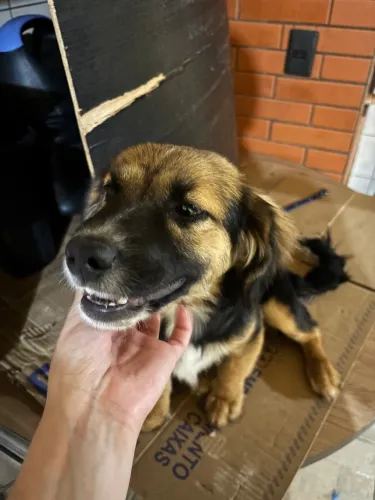 Cachorrinhos para doação