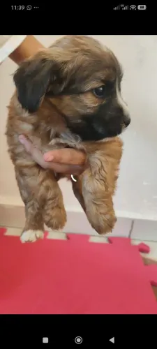 Doação cachorro