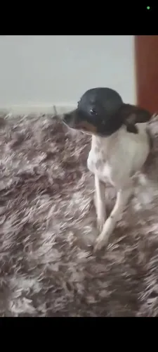 Pinscher fêmea ( adulta)