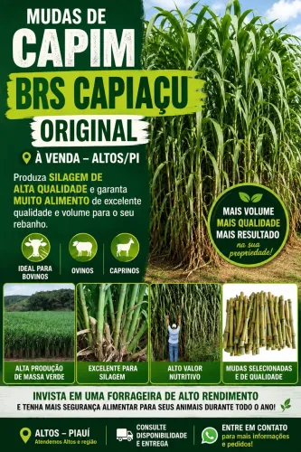 Capiaçu BRS original 