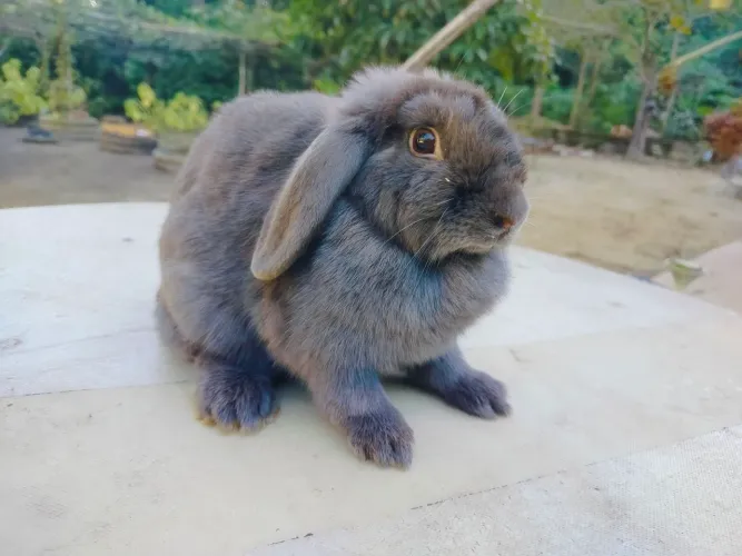 Coelho mini lop