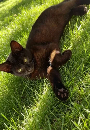 Gatinhas pra doação