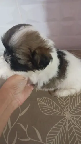 Filhote de shihtzu puro 