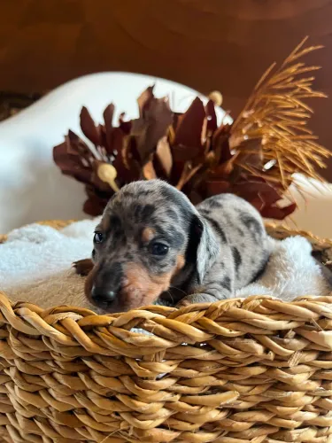 Filhotinhos de cofap dachshund