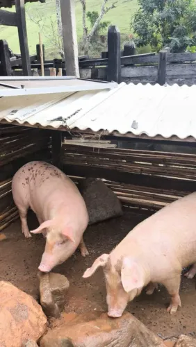Vendo ou troco Porca prenha