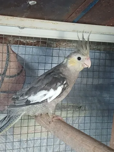 Lindo