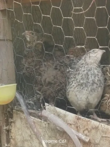 Vendo ovos de codorna gigante galado