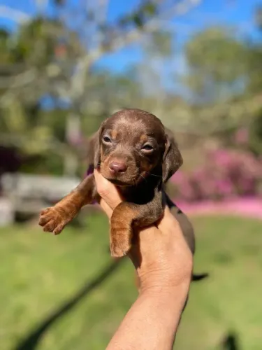 Filhote dachshund chocolate