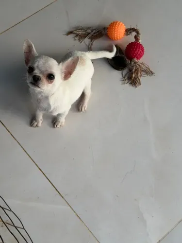 Cachorro 