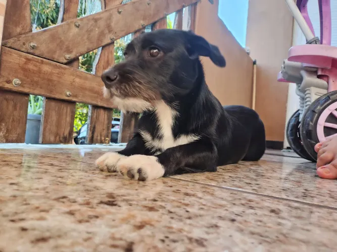 filhote para doação